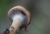 cortinarius_04_t1_6.jpg