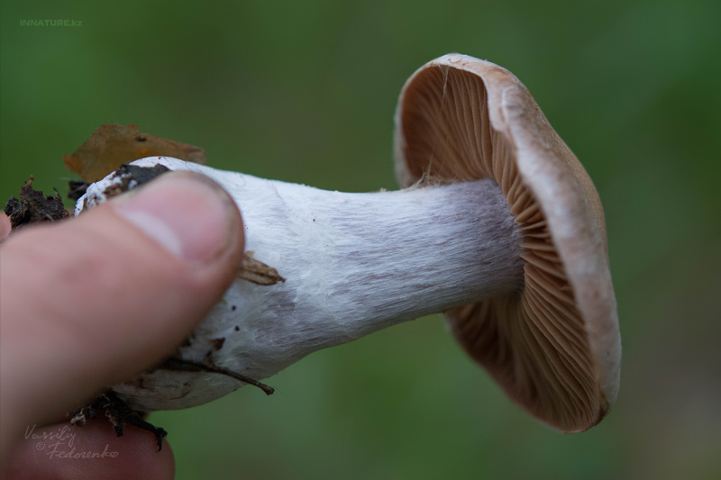 cortinarius_05.jpg