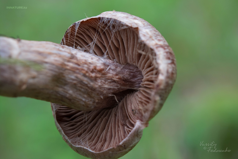 cortinarius_05_1.jpg