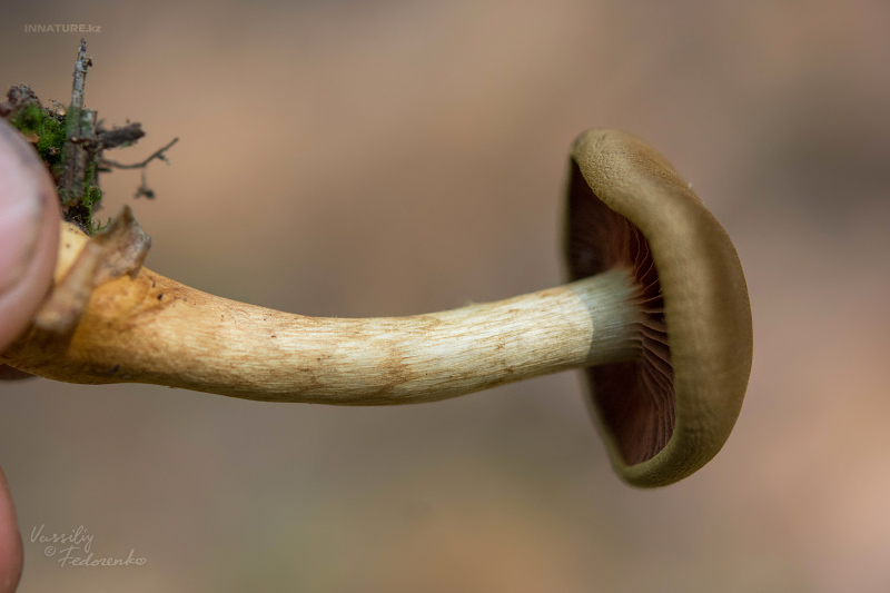 cortinarius_05_2.jpg