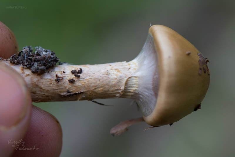 cortinarius_05_5.jpg