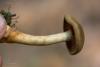 cortinarius_05_t1_2.jpg