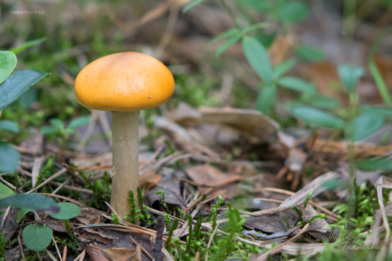 cortinarius_06.jpg