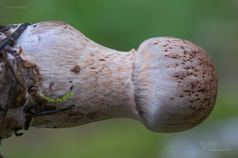 cortinarius_06_1.jpg