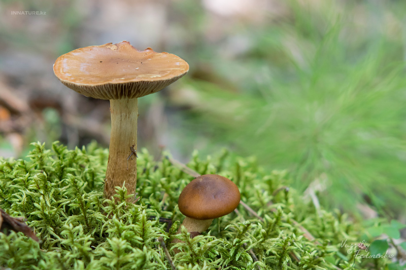 cortinarius_06_3.jpg