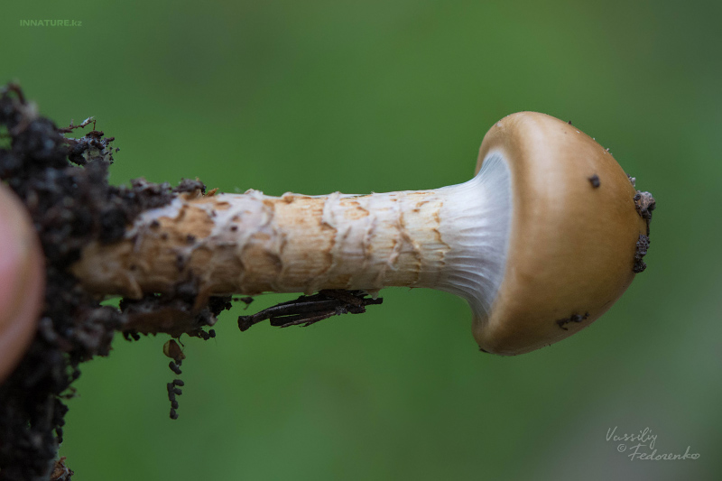 cortinarius_06_4.jpg