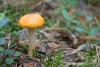 cortinarius_06_t1.jpg