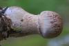 cortinarius_06_t1_1.jpg