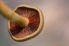 cortinarius_06_t1_2.jpg