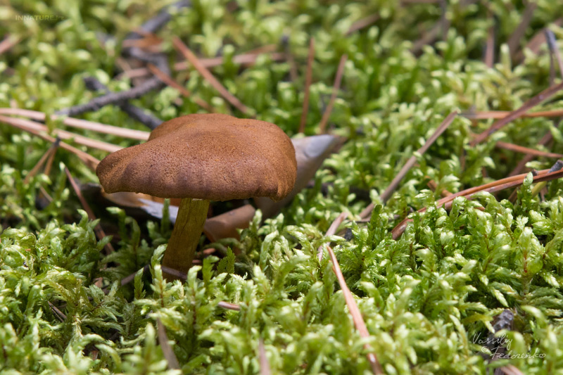 cortinarius_07.jpg