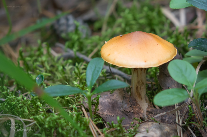 cortinarius_07_1.jpg