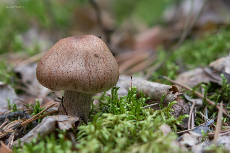 cortinarius_07_2.jpg