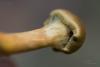 cortinarius_07_t1_3.jpg