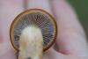 cortinarius_07_t1_4.jpg