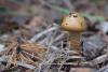 cortinarius_07_t1_5.jpg