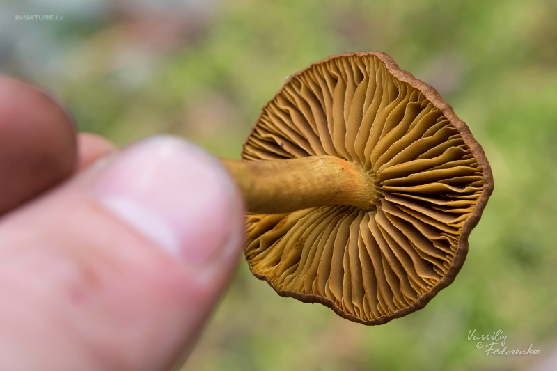 cortinarius_08.jpg