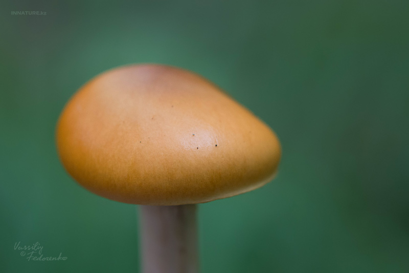 cortinarius_08_1.jpg