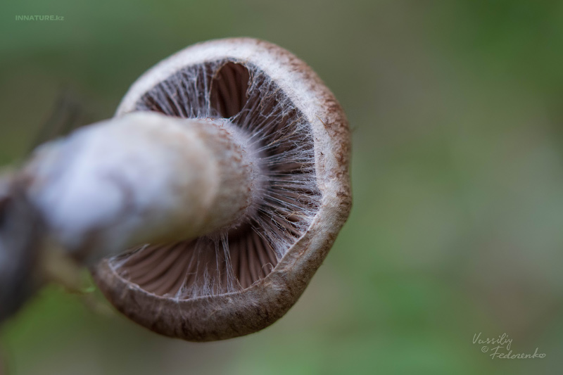 cortinarius_08_2.jpg