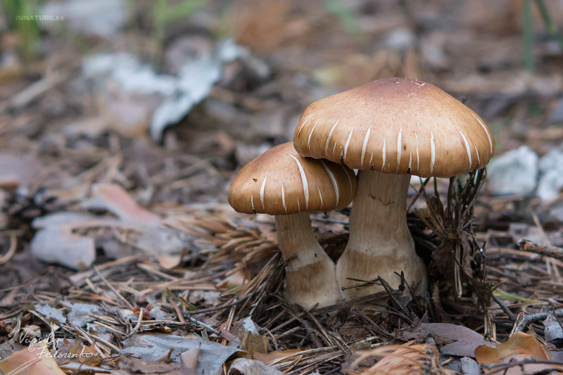 cortinarius_08_3.jpg