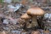 cortinarius_08_t1_3.jpg