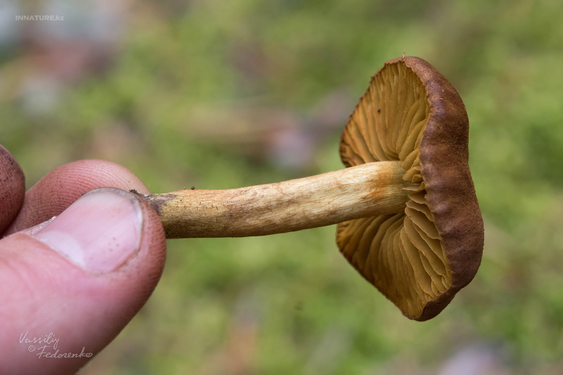 cortinarius_09.jpg