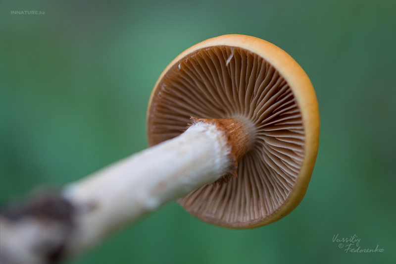 cortinarius_09_1.jpg