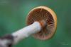 cortinarius_09_t1_1.jpg