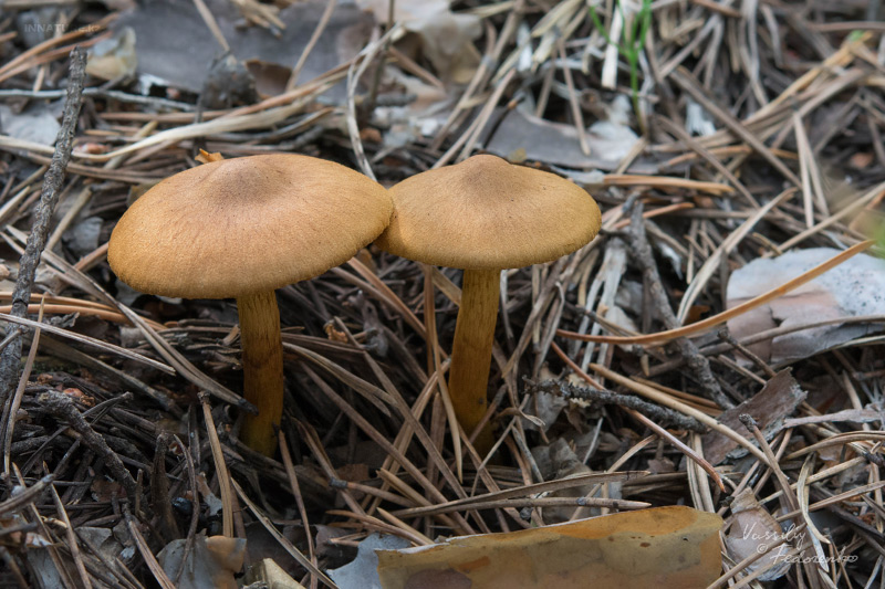 cortinarius_10.jpg