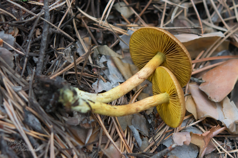 cortinarius_11.jpg