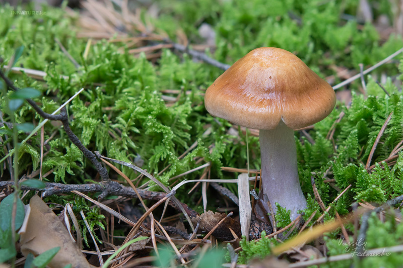 cortinarius_11_1.jpg