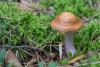 cortinarius_11_t1_1.jpg