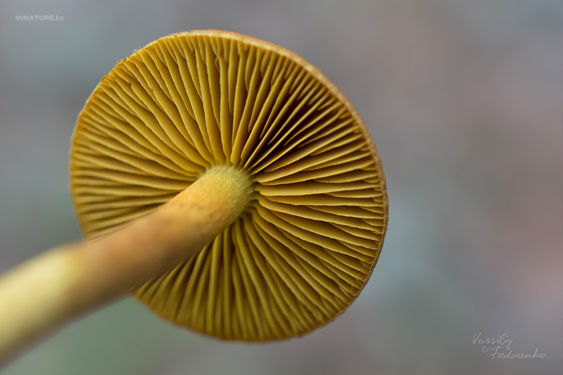 cortinarius_12.jpg