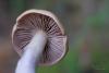 cortinarius_12_t1_1.jpg