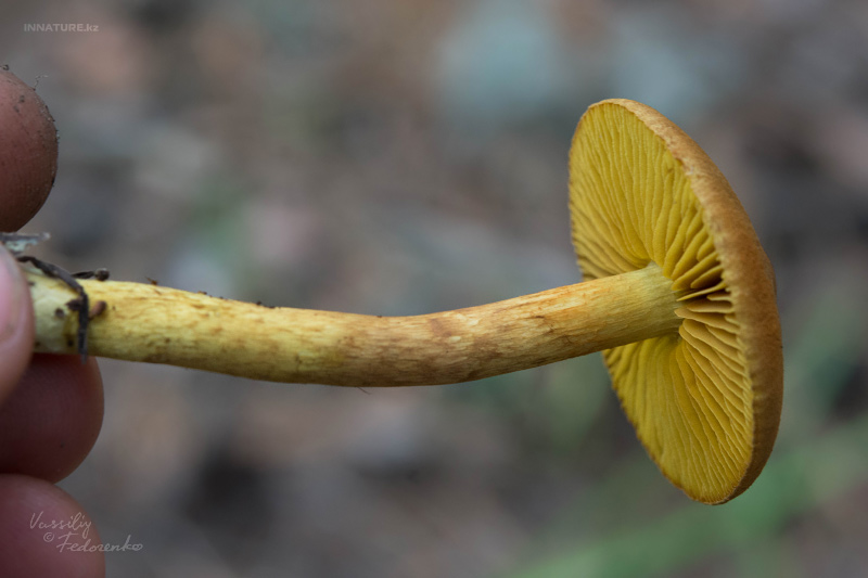 cortinarius_13.jpg