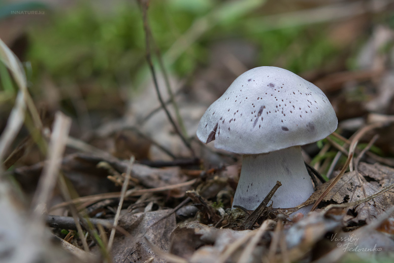 cortinarius_13_1.jpg