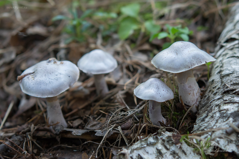 cortinarius_15.jpg