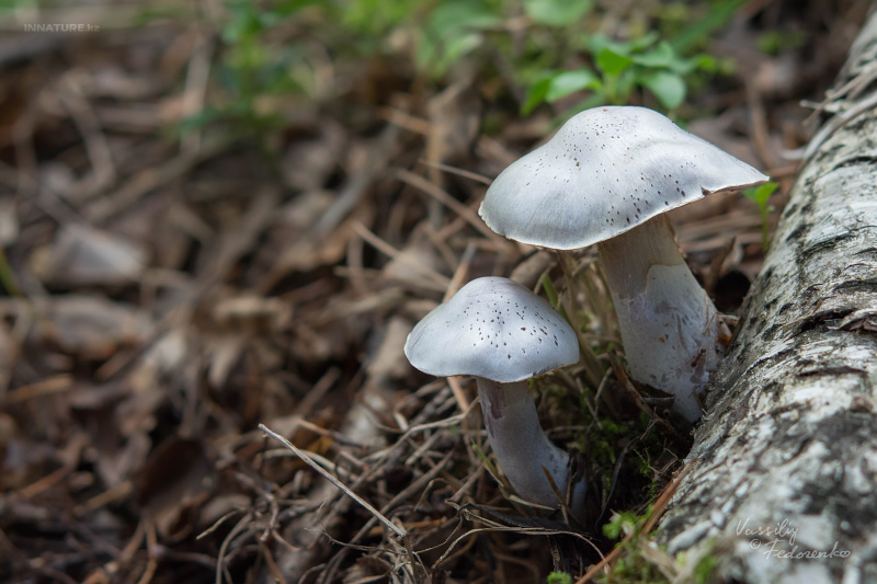 cortinarius_16.jpg