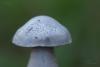 cortinarius_17_t1.jpg