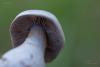 cortinarius_18_t1.jpg