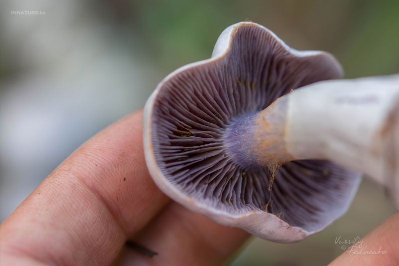 cortinarius_20.jpg