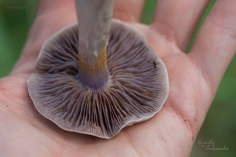 cortinarius_21.jpg