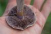 cortinarius_21_t1.jpg