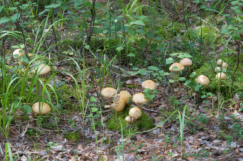 cortinarius_caperatus_01.jpg