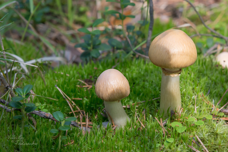 cortinarius_caperatus_02.jpg