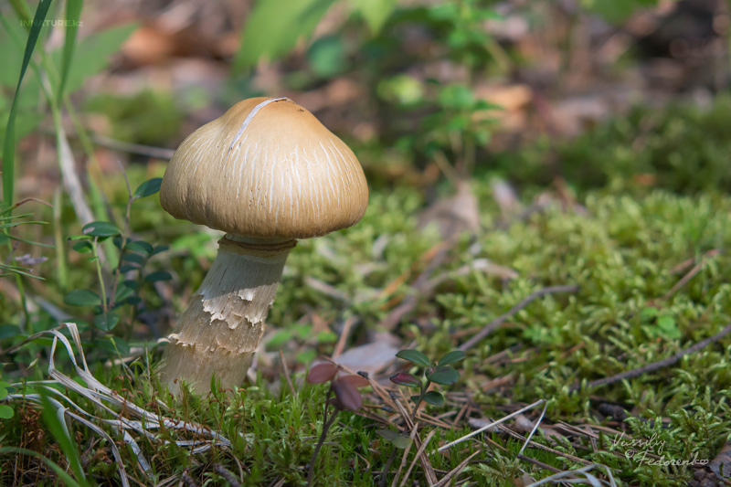 cortinarius_caperatus_03.jpg