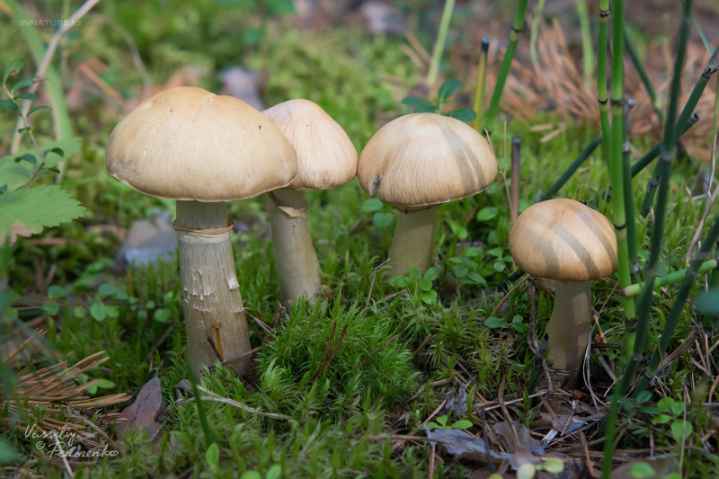 cortinarius_caperatus_04.jpg