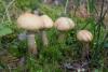 cortinarius_caperatus_04_t1.jpg