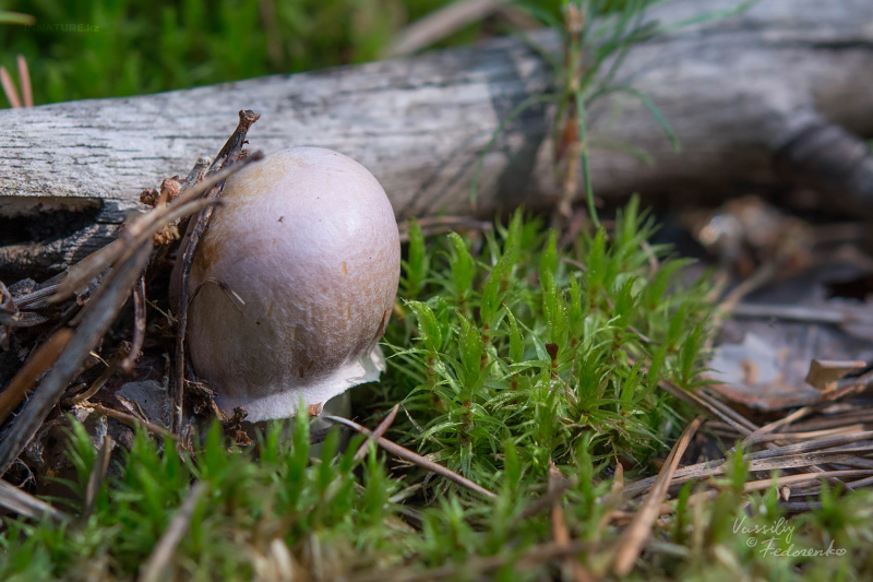 cortinarius_caperatus_05.jpg