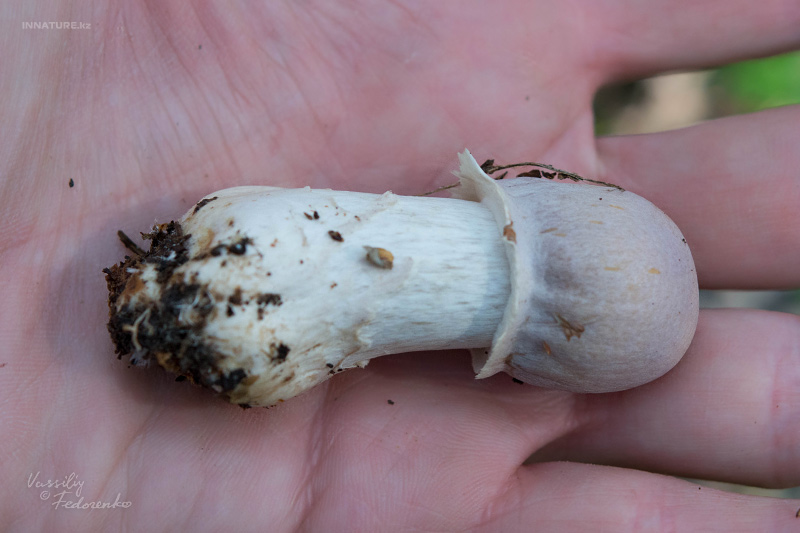 cortinarius_caperatus_06.jpg