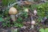 cortinarius_caperatus_07_t1.jpg